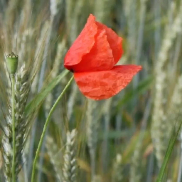 Roter Mohn in Wiese