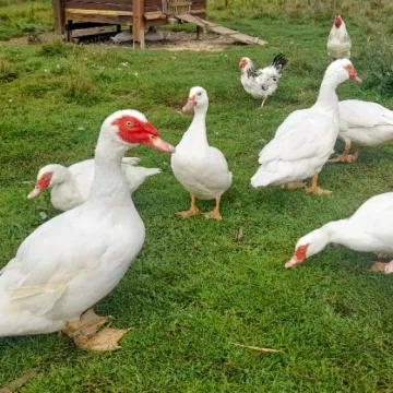 Tierpate Ente