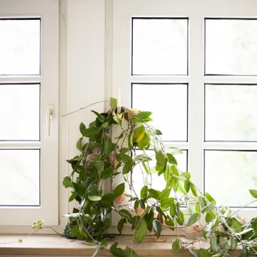 Efeu am Fenster