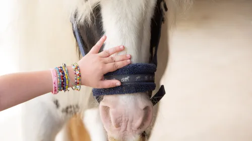 Hand auf Pferd